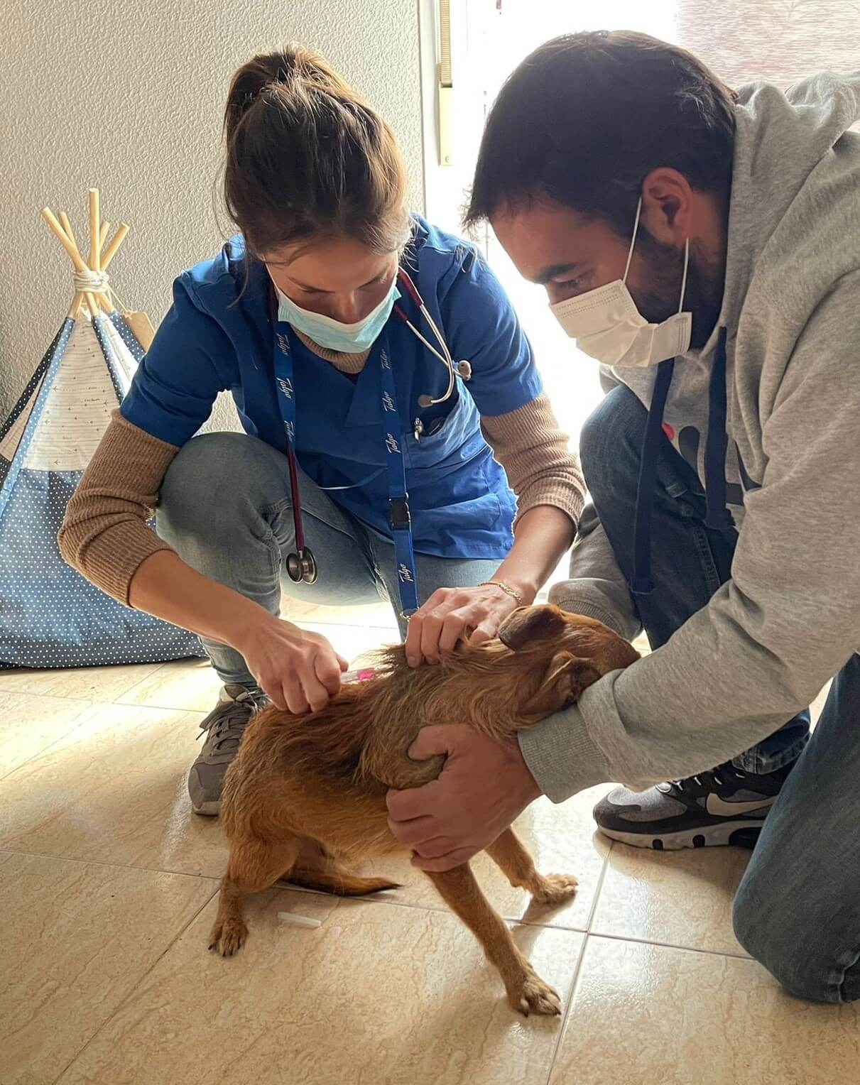 Veterinaria a domicilio dando vacuna a perro