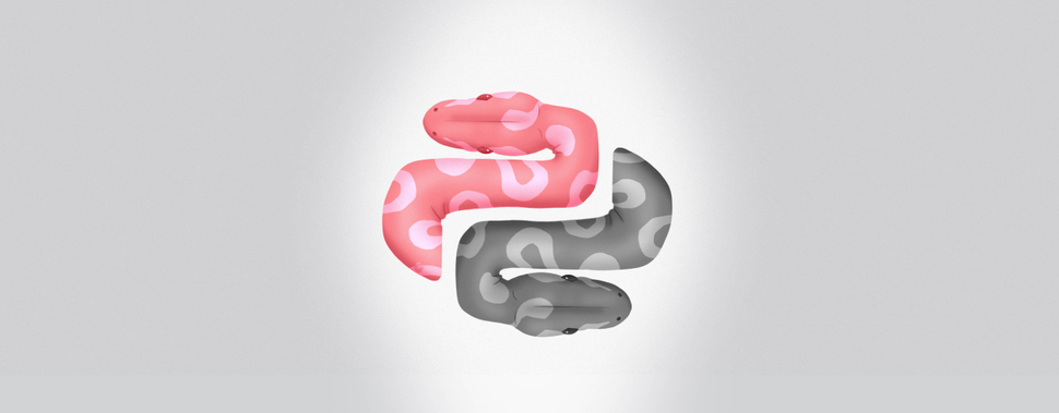Ulam Labs Adopts Two Python Snakes From Wroclaw ZOO
