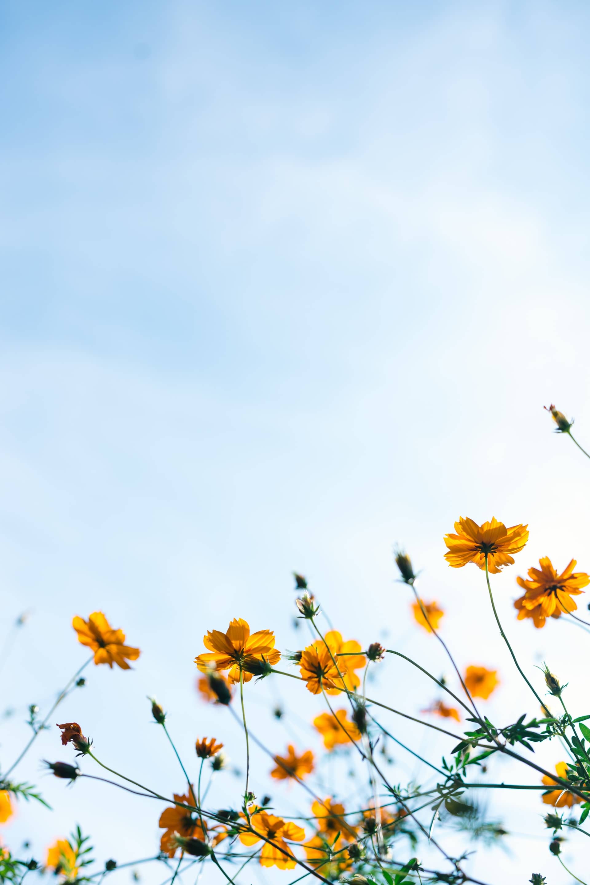 Yellow flowers blooming with blue sky in the background