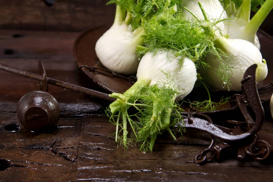 Fenchel Pflanzen, pflegen und ernten
