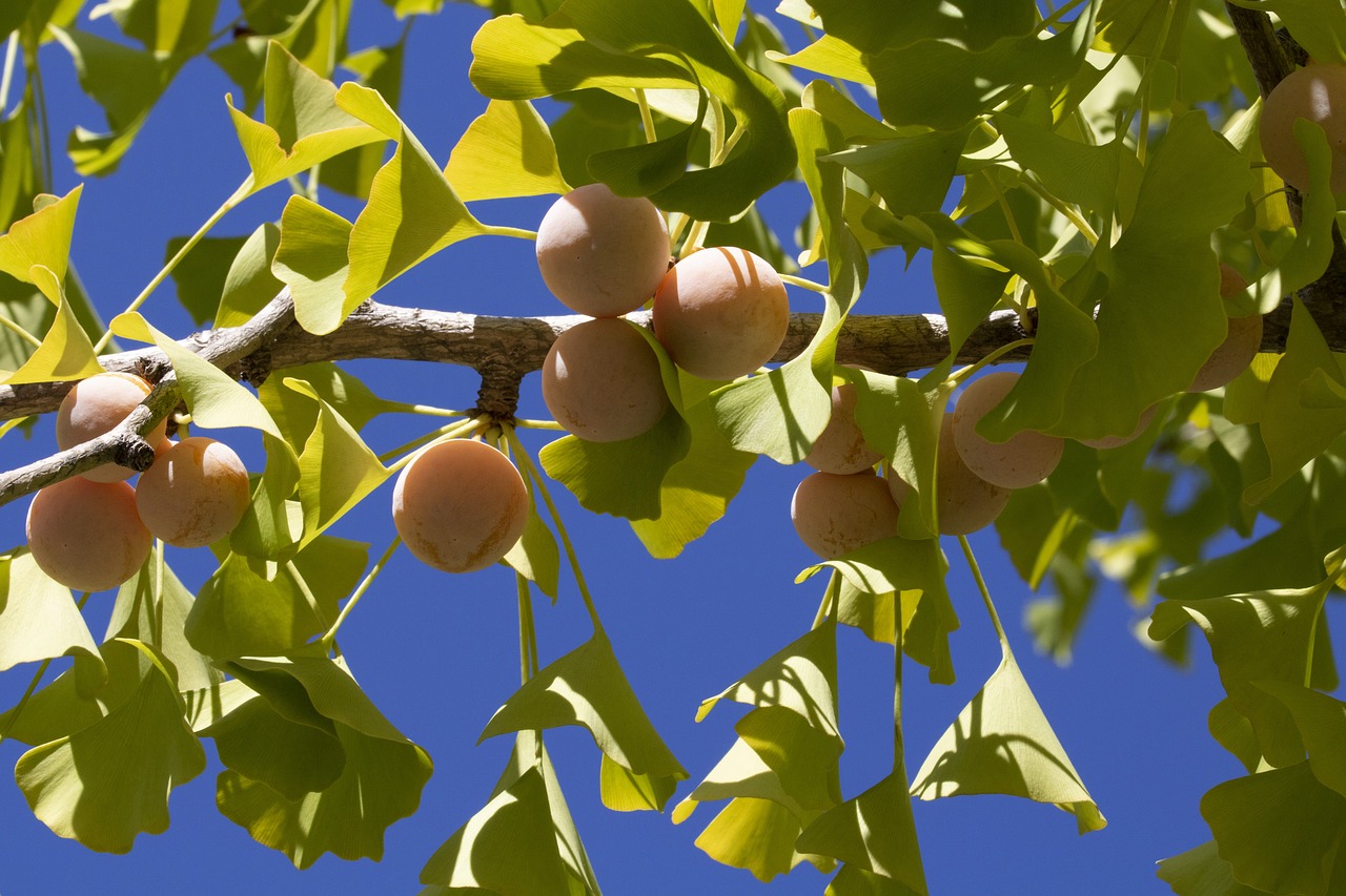 So wächst der Ginkgo auch in eurem Garten