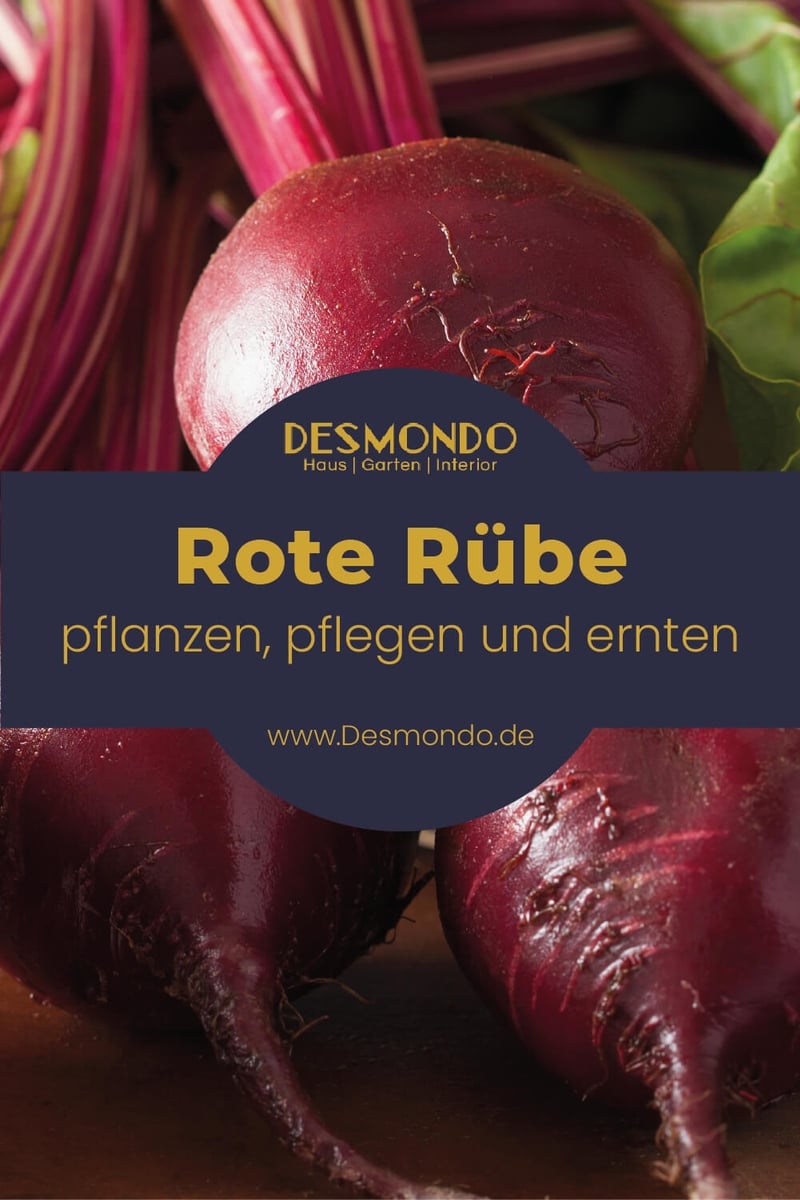 Rote Rüben: vom Pflanzen bis zum Ernten