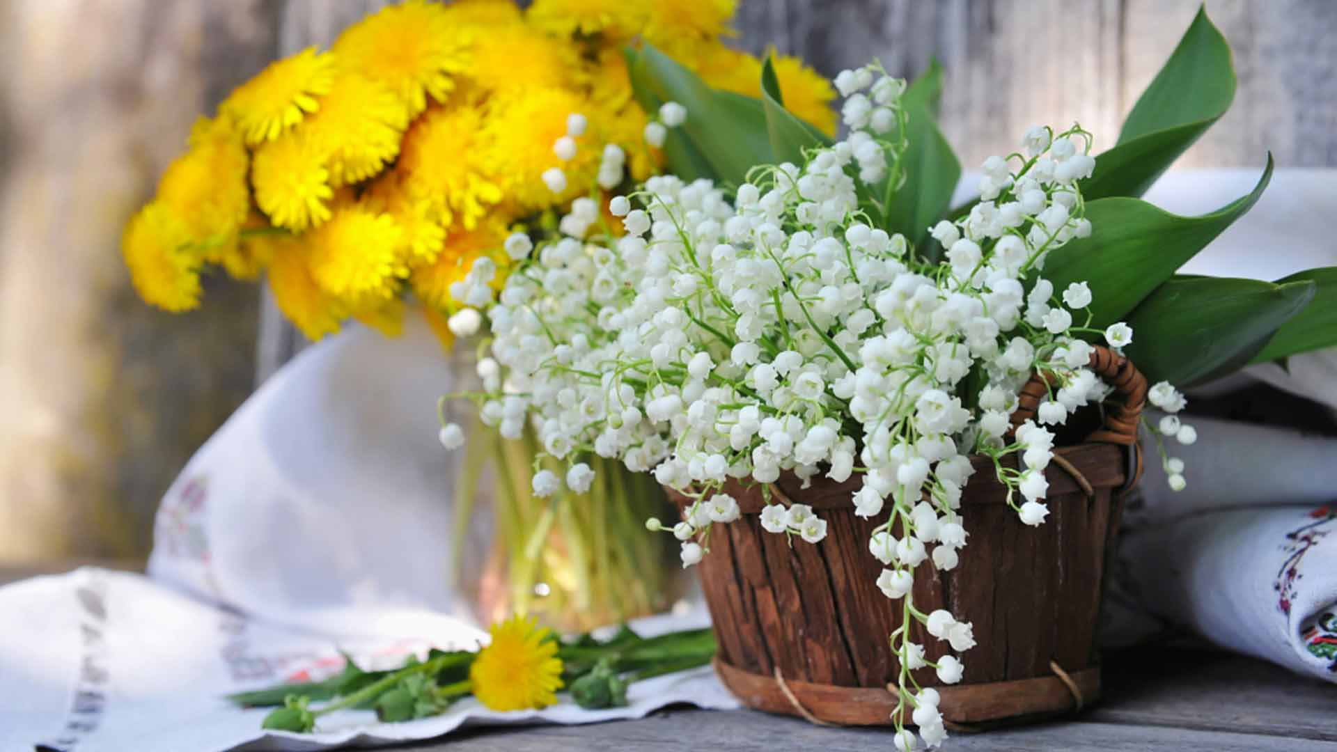 Maiglöckchen Pflanzen und pflegen