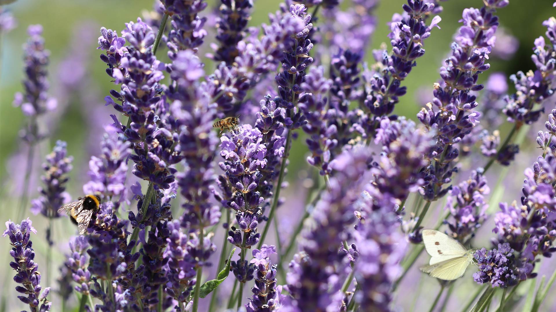 Lavendel pflanzen und pflegen