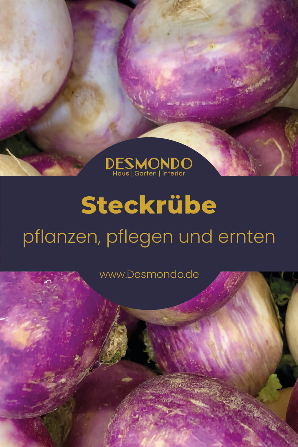 Die Steckrübe - Eine Nutzpflanze für Anfänger