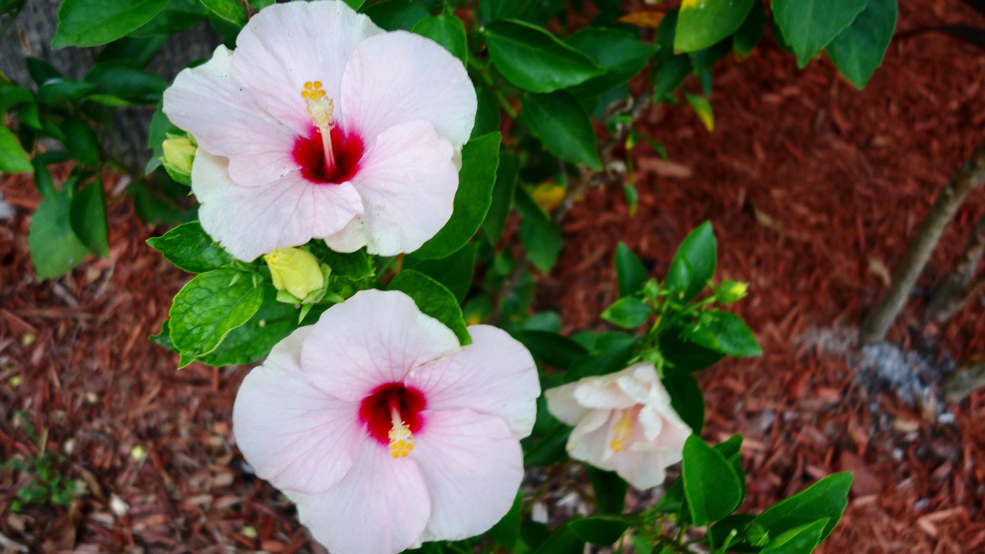 Hibiskus schneiden So geht's