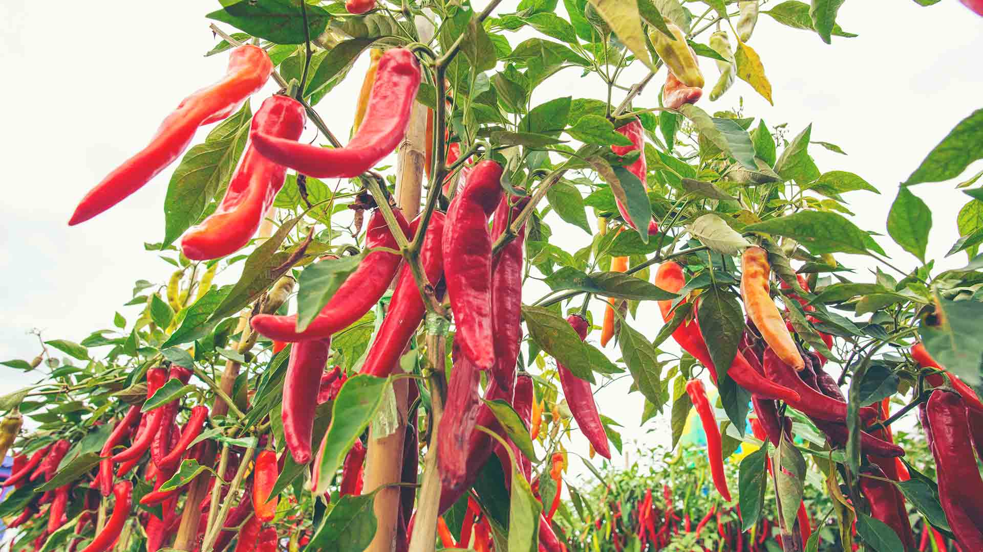 Chili pflanzen, pflegen, ernten. So geht's!