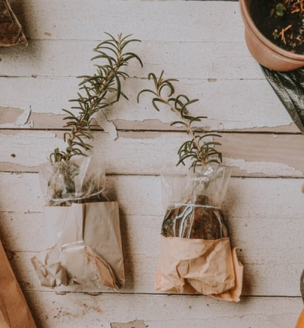 Plants in bags with soil
