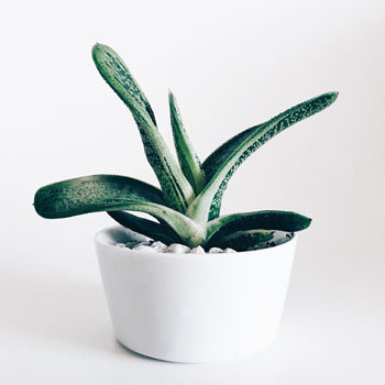 Baby plant sprout