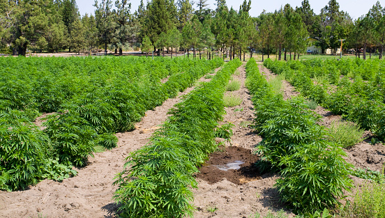 Cannabis Farm