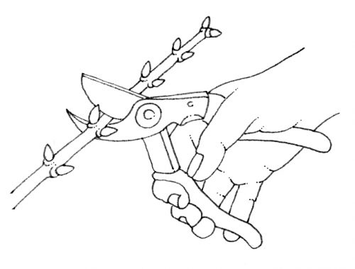 Pruning