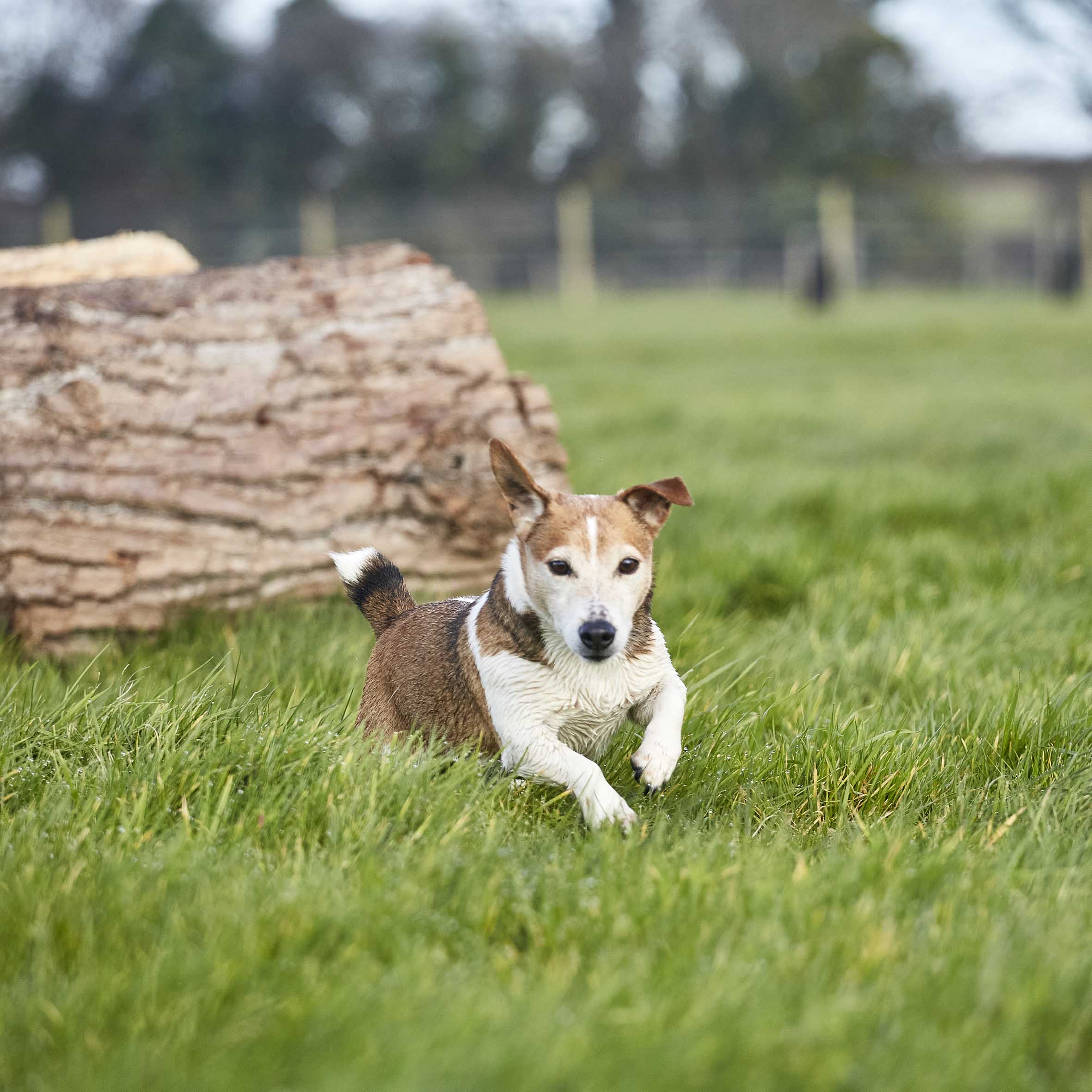 Dog Running | Dog Field To Hire