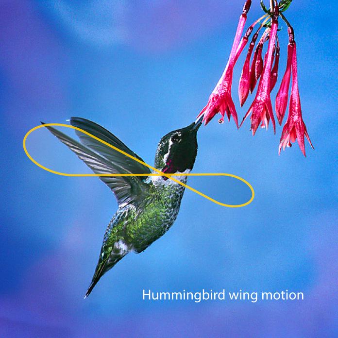 hummingbird-web