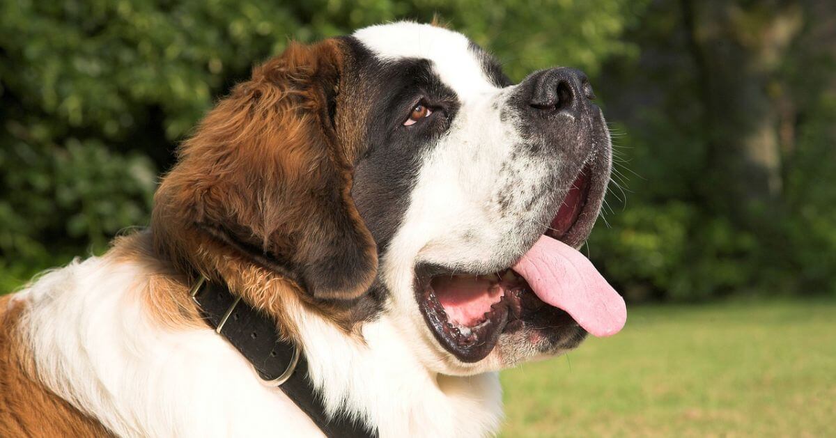 Saint-Bernard à adopter