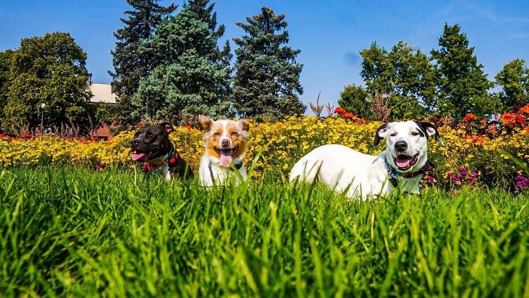 Denver's Leading Dog Training Facility Chomps Dog Training