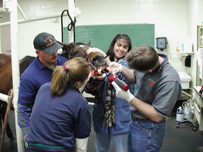 92 Veterinarian Trivia Questions (Ranked from Easiest to Hardest)