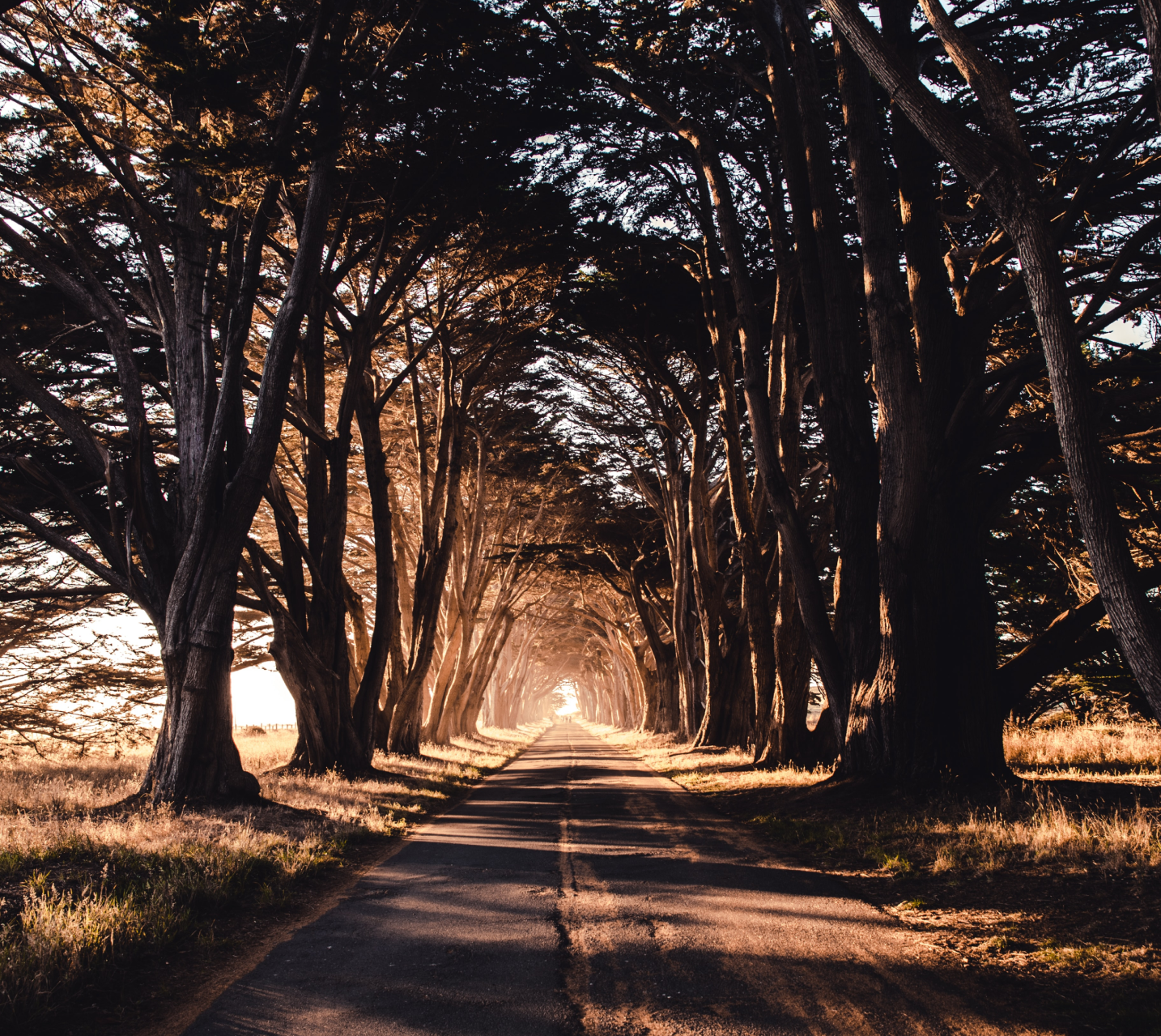Road with trees covering, for the tunnel of hope foundation