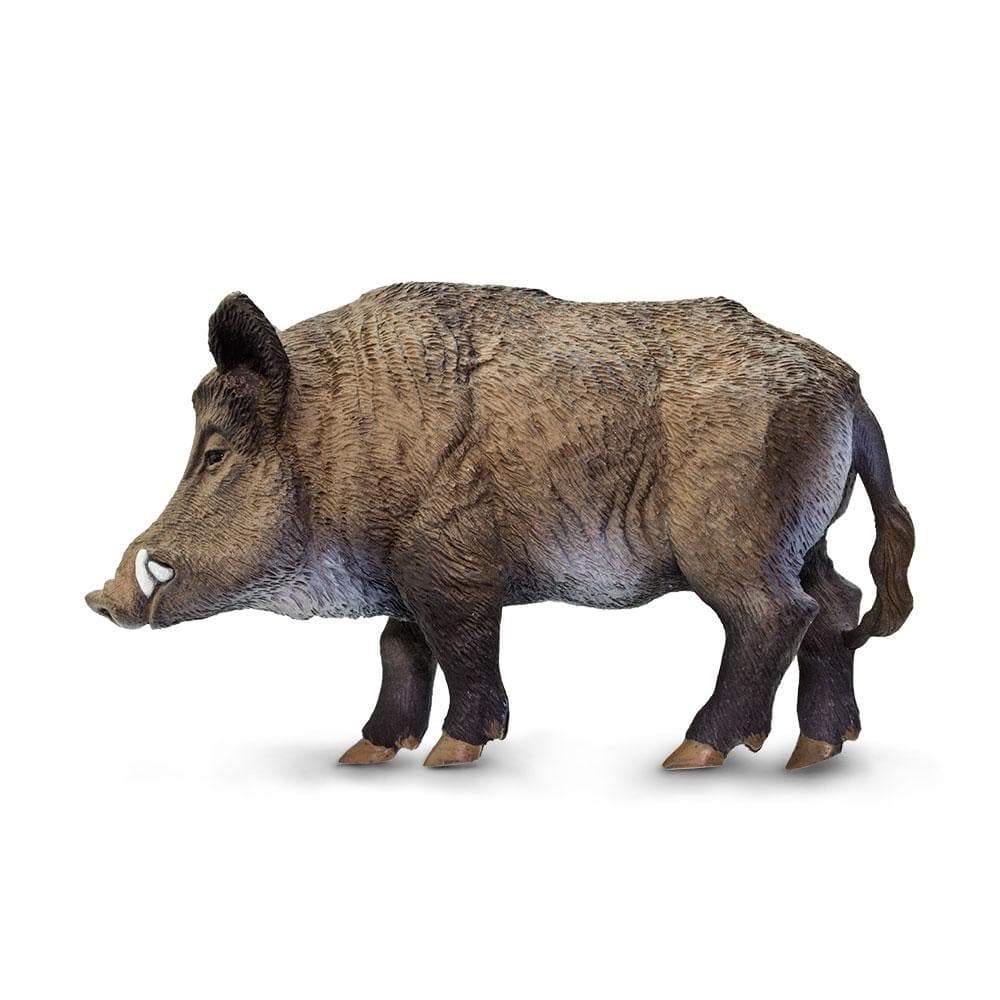 Wild Boar