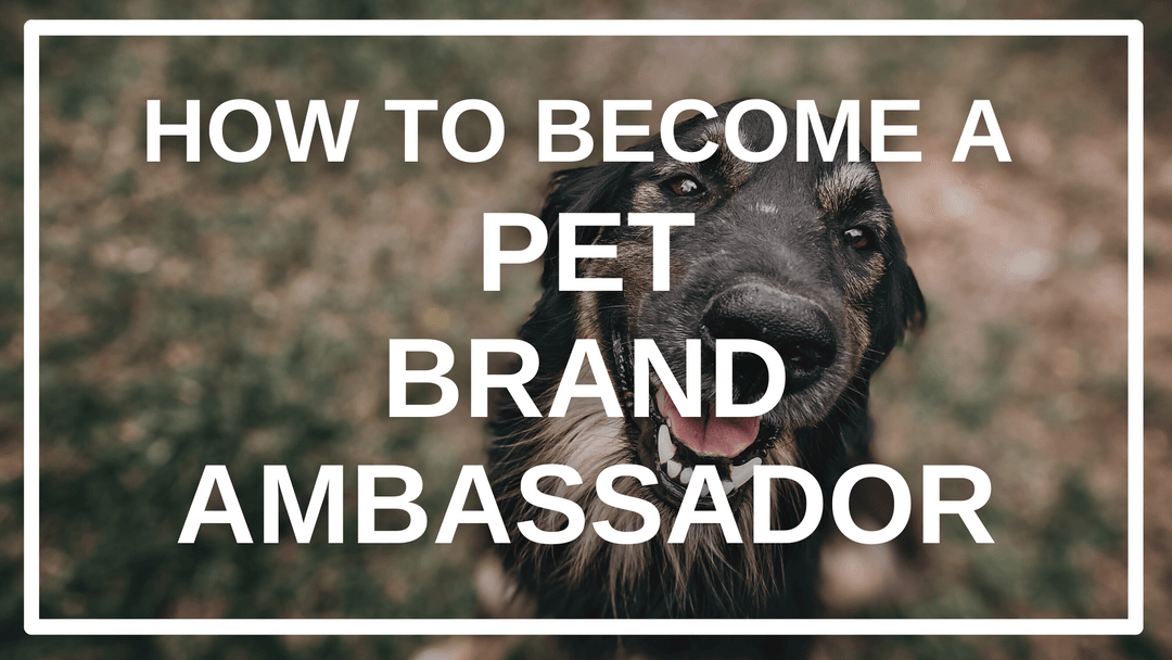 a Dog Brand Ambassador CrewFire Brand Ambassador