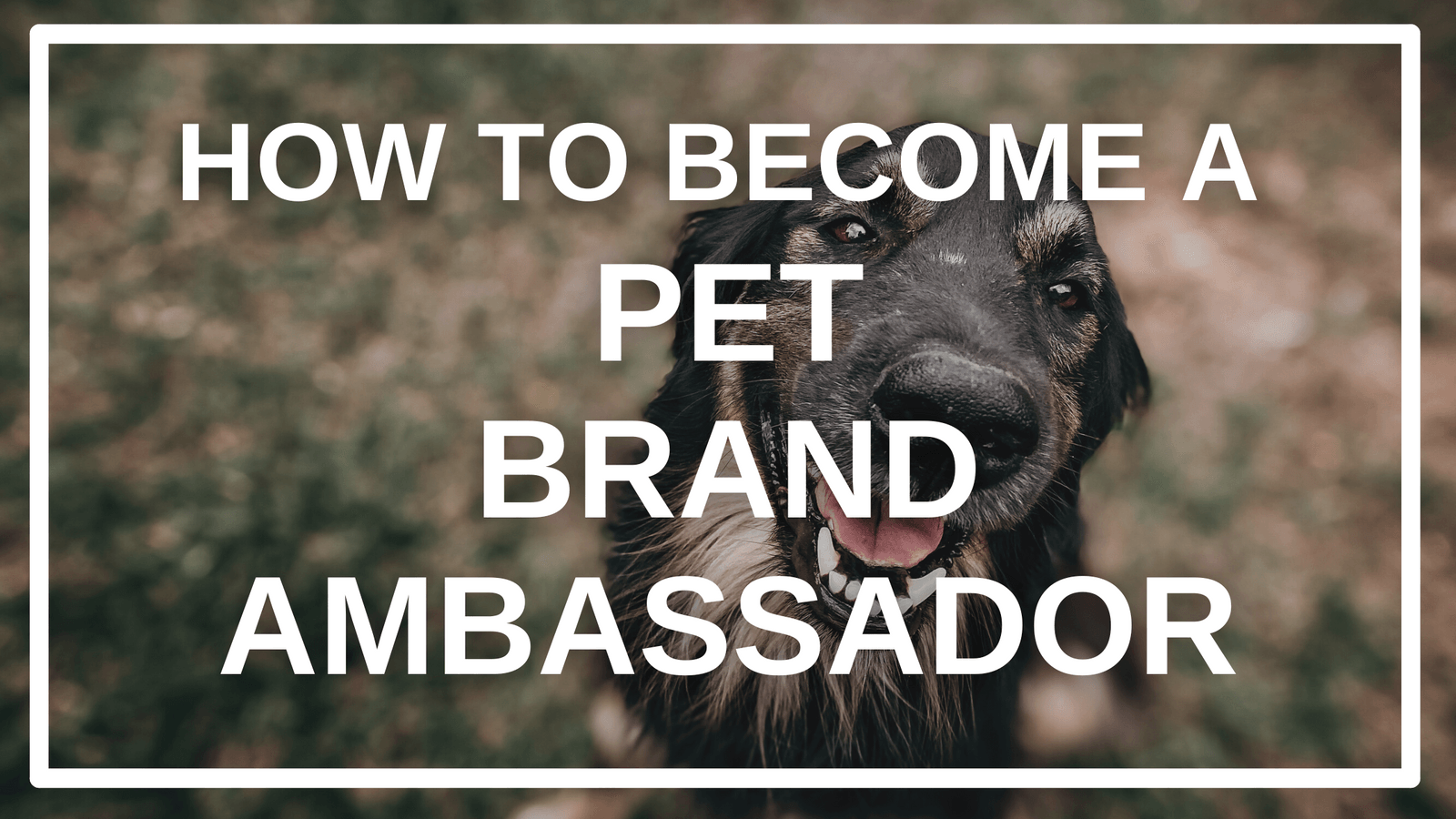 a Dog Brand Ambassador CrewFire Brand Ambassador