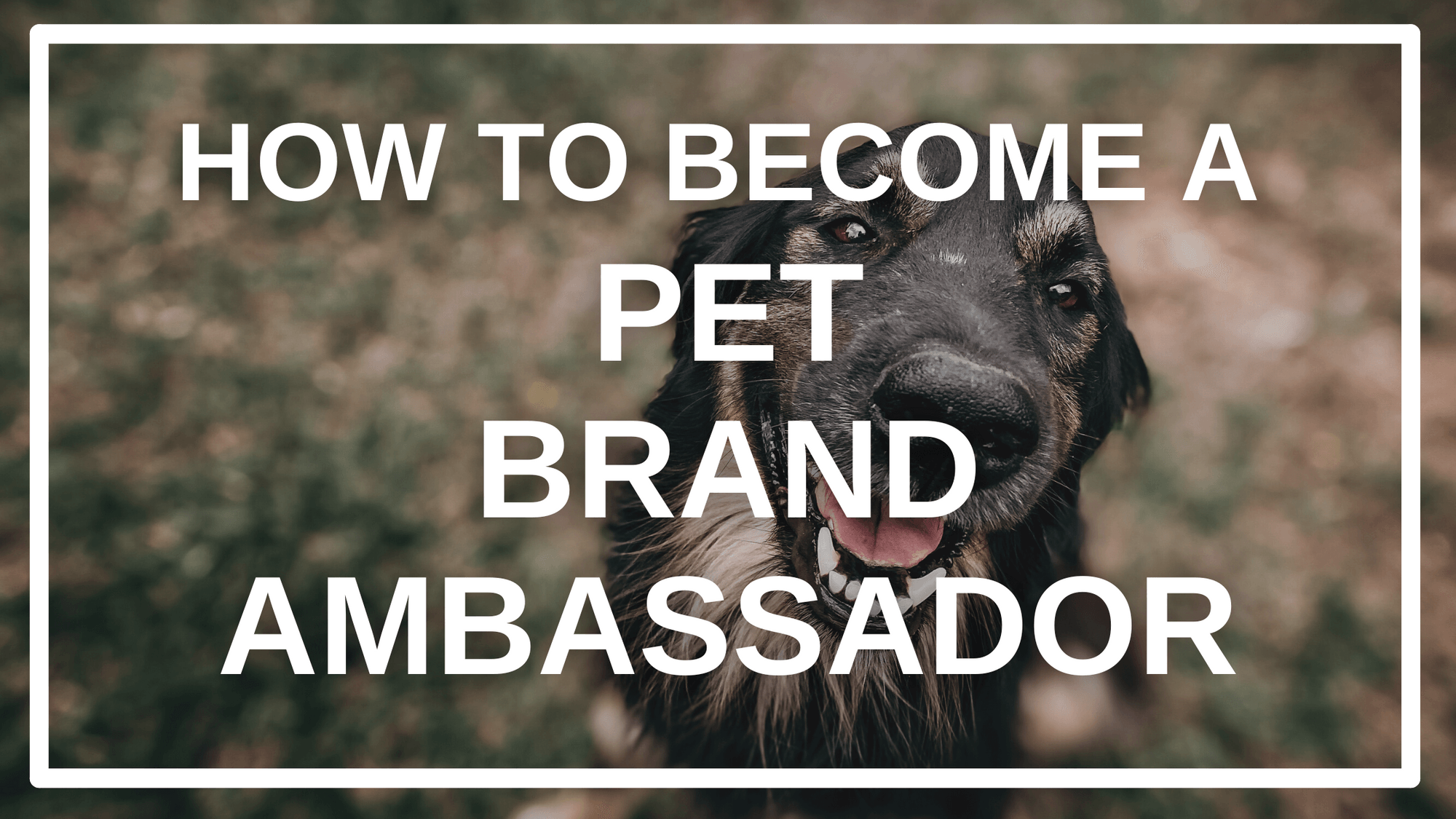 a Dog Brand Ambassador CrewFire Brand Ambassador