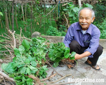 ma de Một số công dụng của rau mã đề