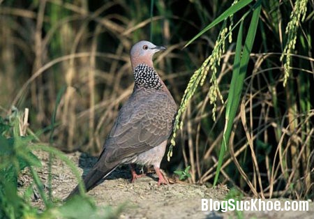 chim cu Chim cu gáy vị thuốc quý trong Đông y