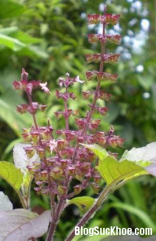 huong nhu1 Giải cảm với hương nhu tía