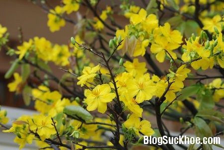 mai Bài thuốc chữa bệnh từ hoa đào, hoa mai