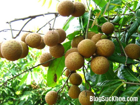 Sáng da, giảm nếp nhăn nhờ ăn nhãn Sáng da, giảm nếp nhăn nhờ ăn nhãn