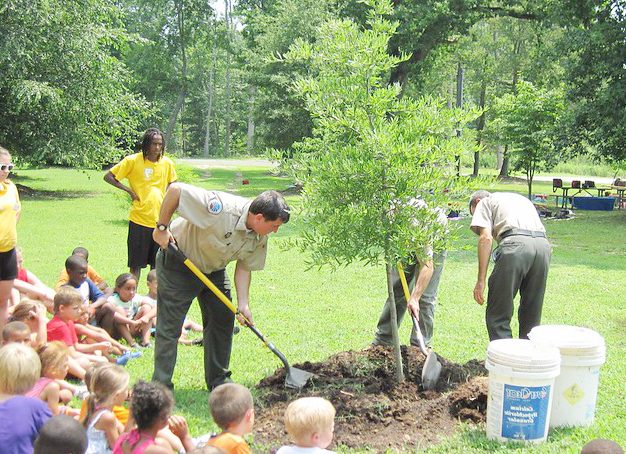 Planting Big Trees