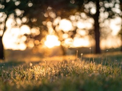 Sunset in a meadow amongst trees