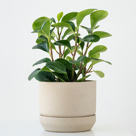 Plant Tree 3