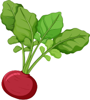 Turnip Image