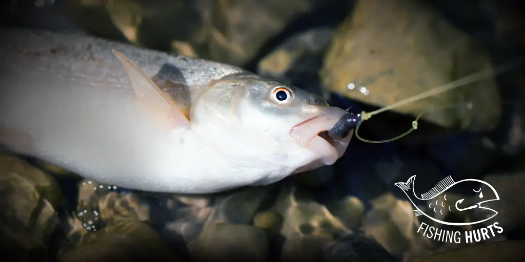 'Fishing Hurts' focuses on why fishes need our help