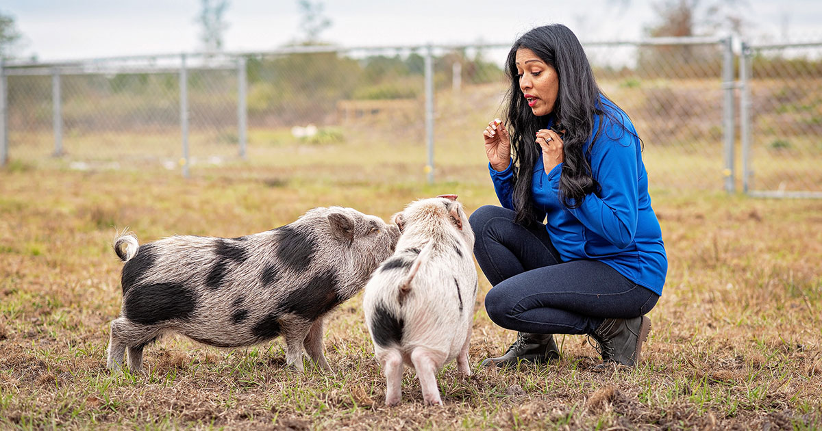 InHome Pig & Goat Training Services