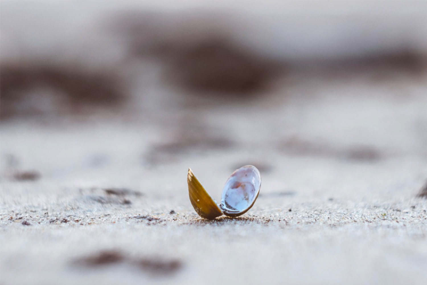 Endangered Clams Ocean Tales One Ocean Foundation