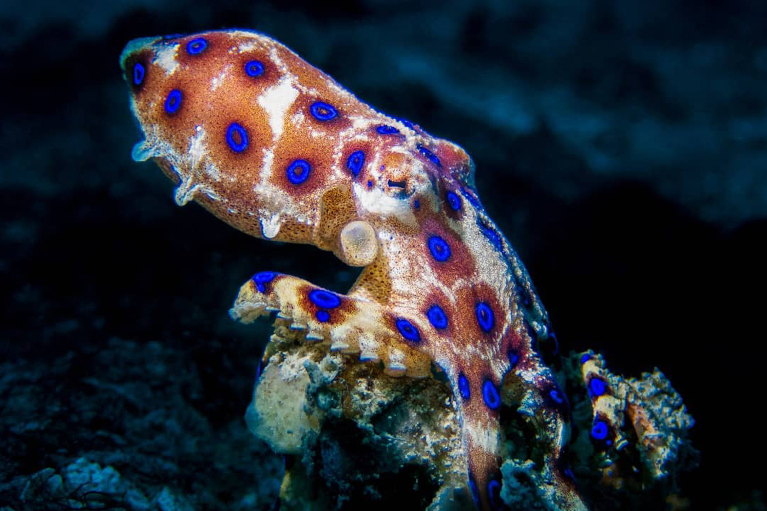 Why do octopuses punch fish? Ocean Tales One Ocean Foundation