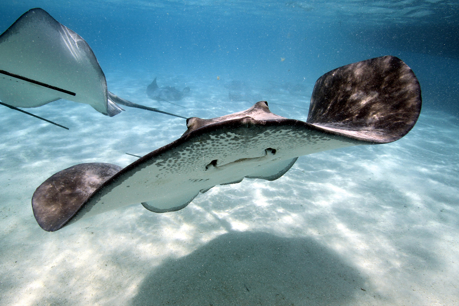 Stingrays Ocean Tales One Ocean Foundation