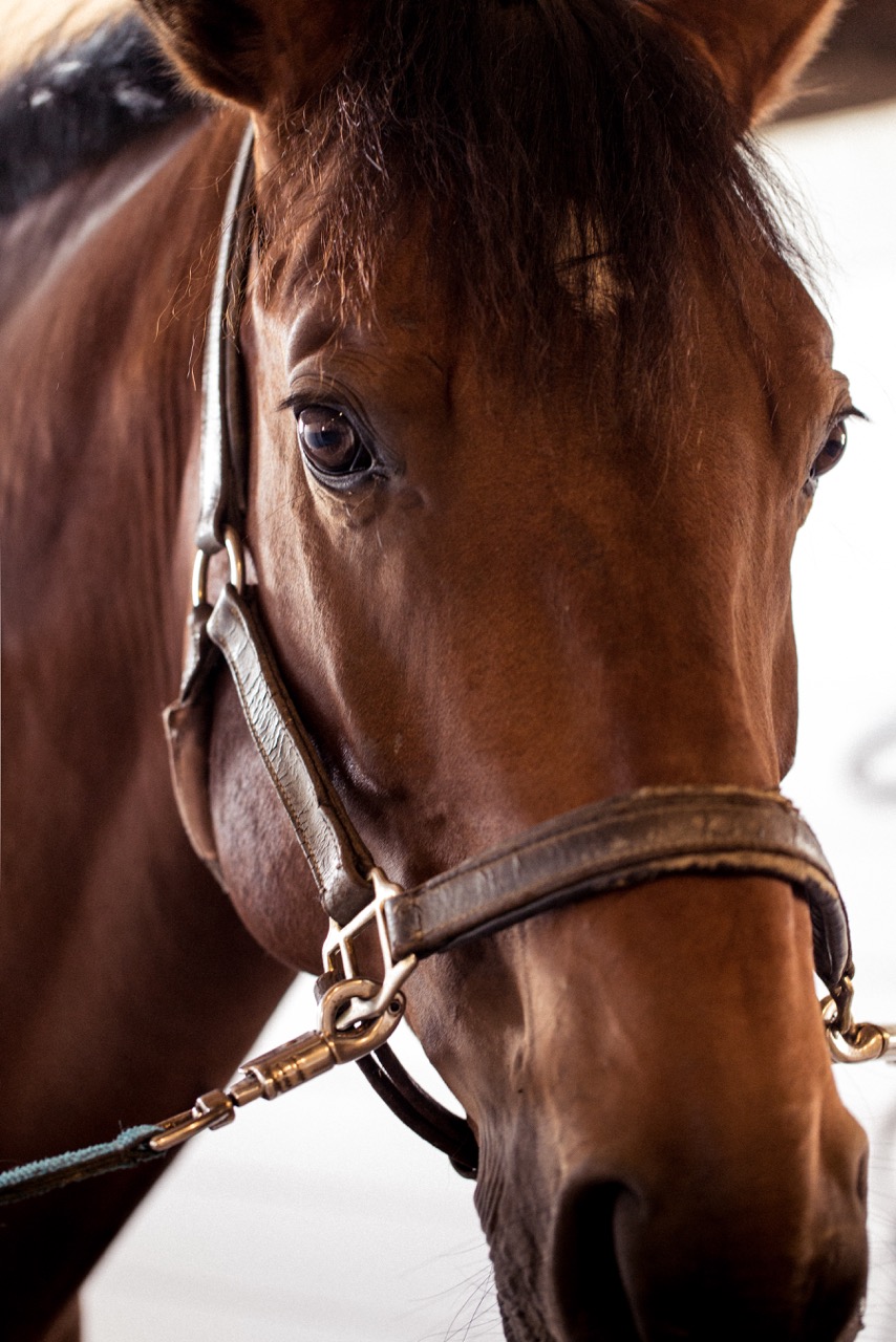 Richmond Stables Gilmore, Richmond — Icon&Co.