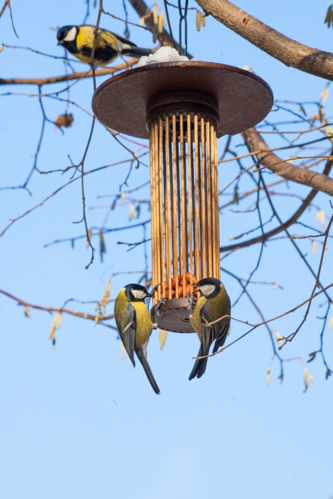 Great Tits On Bird Feeder