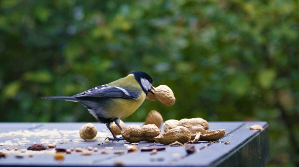 Tit bird eating peanuts.
