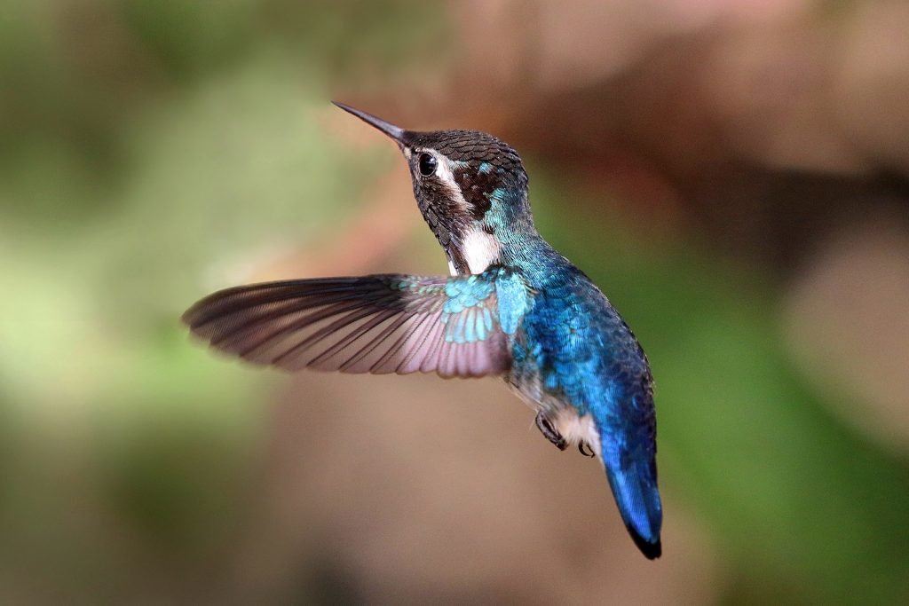 Bee hummingbird