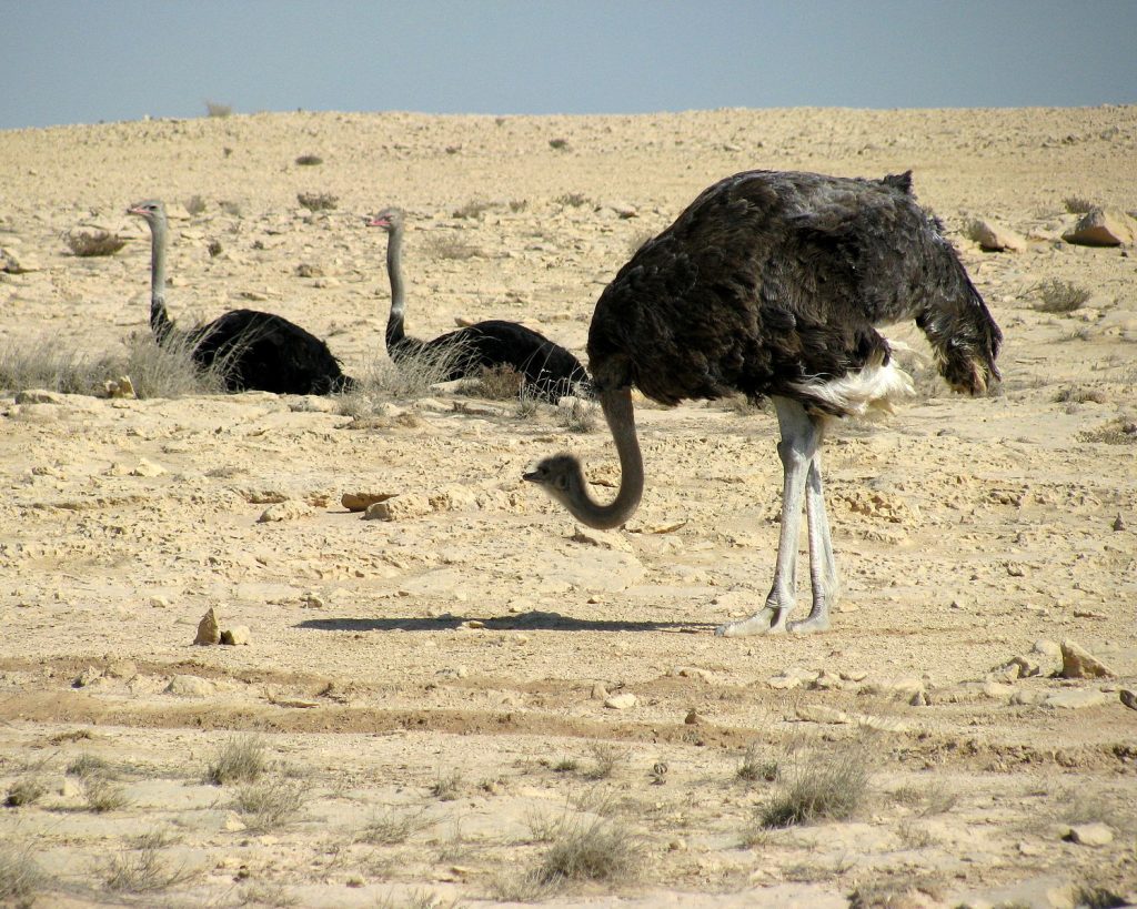 Ostrich_striking_a_pose