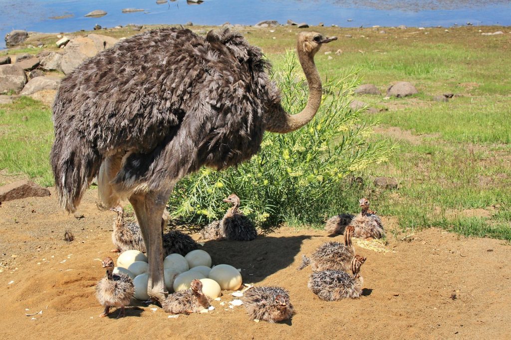 strauss-ostrich-bird-ratite