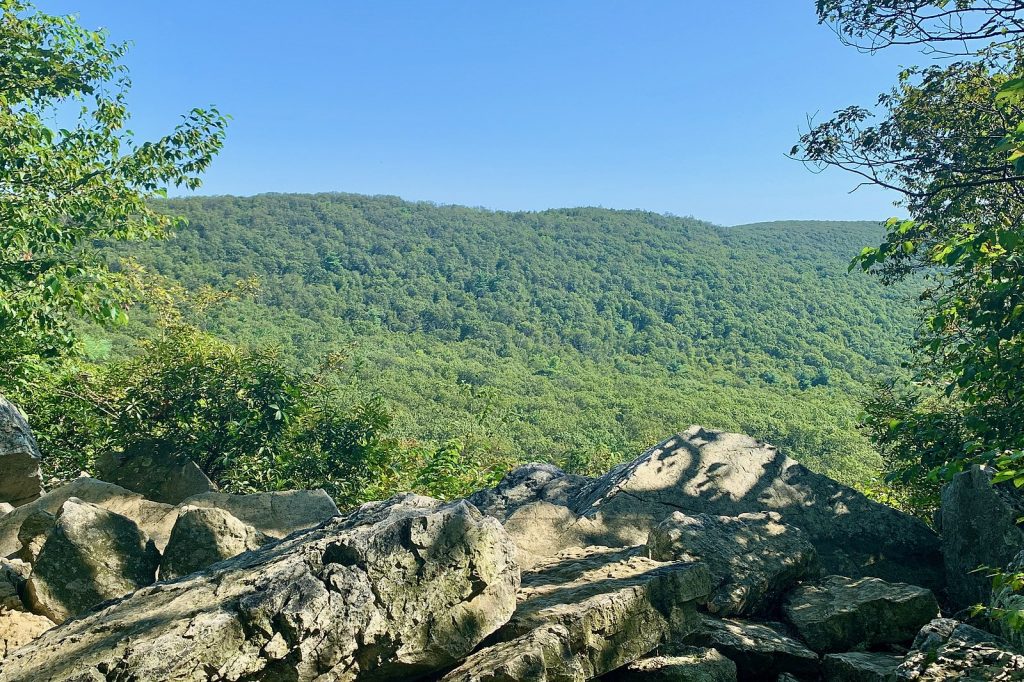 Bald Eagle Conservation - Bird Buddy Blog