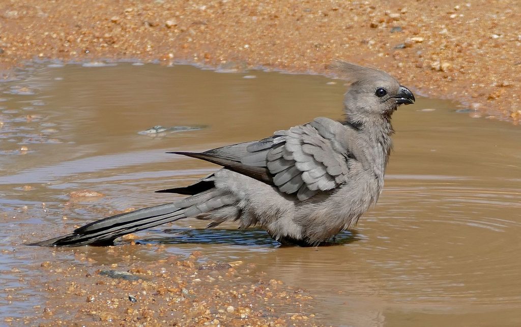 Grey Go-away-bird
