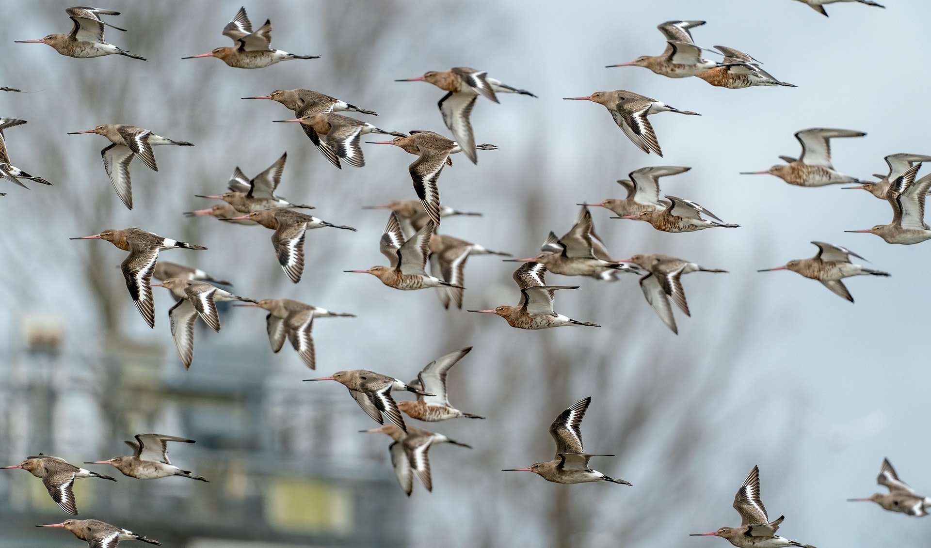 Why Do Geese Fly In a V Formation When Migrating? Bird Buddy Blog