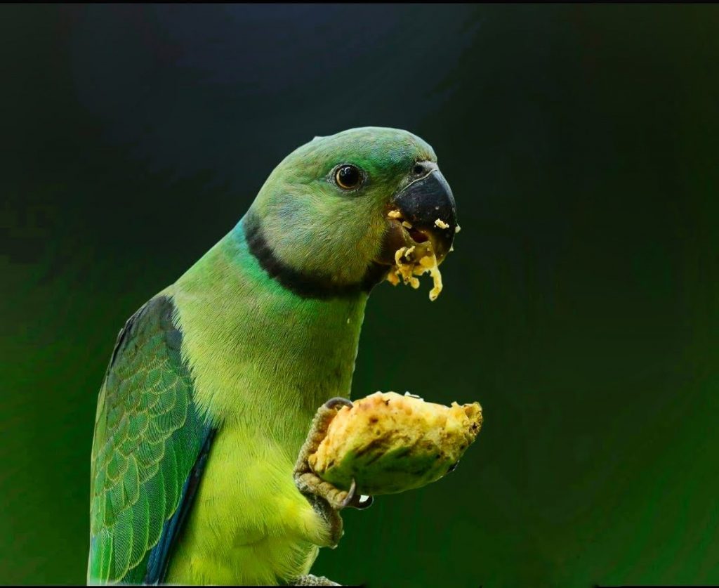 How Birds Digest Their Food? Bird Buddy Blog