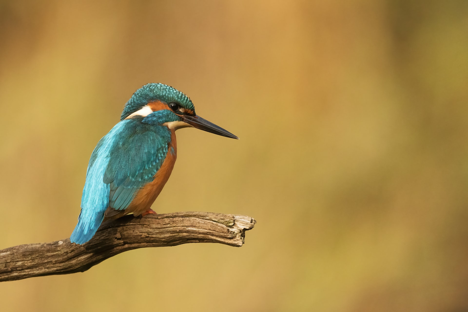 Kingfishers Of The World Bird Buddy Blog Kingfishers Of The World Bird Buddy Blog